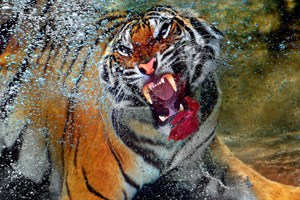 �ͻ���ˮ�Г�ʳ ��ݛ�ӿ 