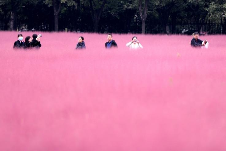 邂逅這片“粉霧?！?>
     <p>邂逅這片“粉霧海”</p>
</a>
        </div>
    </div>
    <!--推薦圖集end-->
    <div   id=