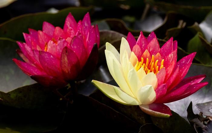 好運“蓮蓮”！安徽淮北雙色睡蓮驚艷綻放