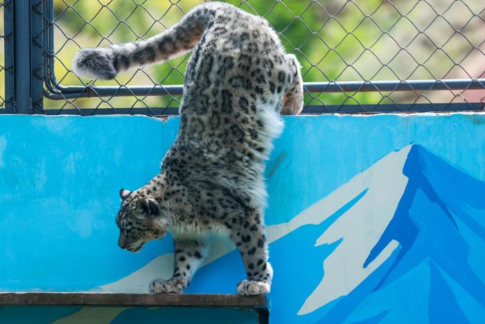 中國首只人工繁育成活的雌性雪豹過9歲生日