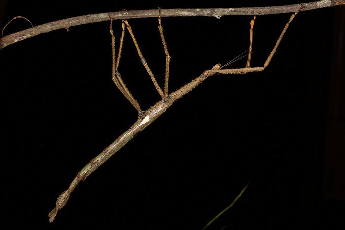 澳大利亞昆士蘭州發現新竹節蟲物種