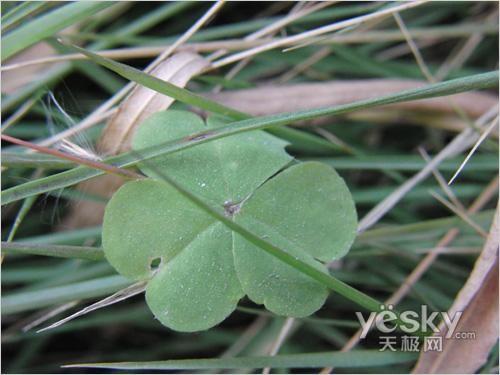 最甜蜜最幸福 蜜月情侶專用數碼相機推薦