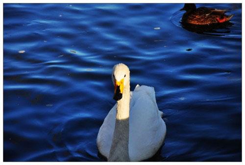 本周數碼相機市場 消費者關注度前十熱機