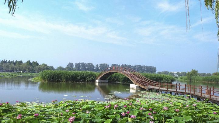 江山如此多嬌丨荷開十里，不如泛舟白洋淀，和你……