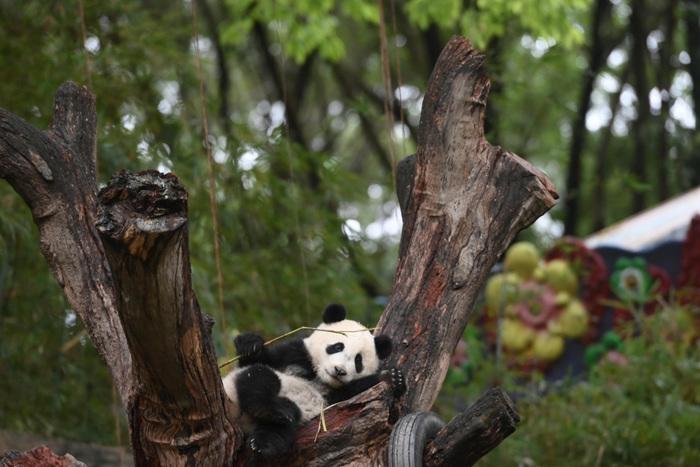 開啟“吃播”模式 大熊貓萌態十足